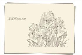 鸢尾花手绘稿
