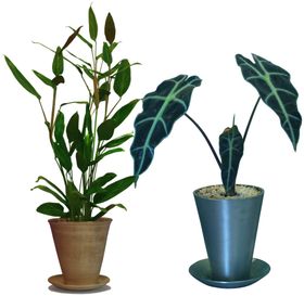 免扣植物树木素材图片