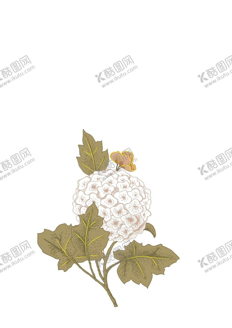 编号：12063409250512372380【酷图网】源文件下载-绣球花