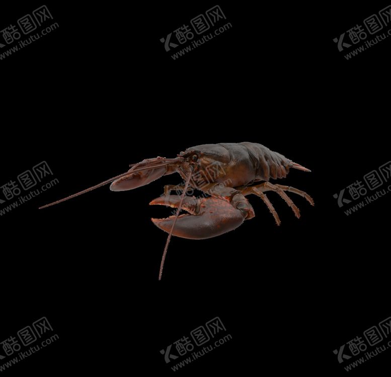 编号：14141610290025155785【酷图网】源文件下载-海洋生物