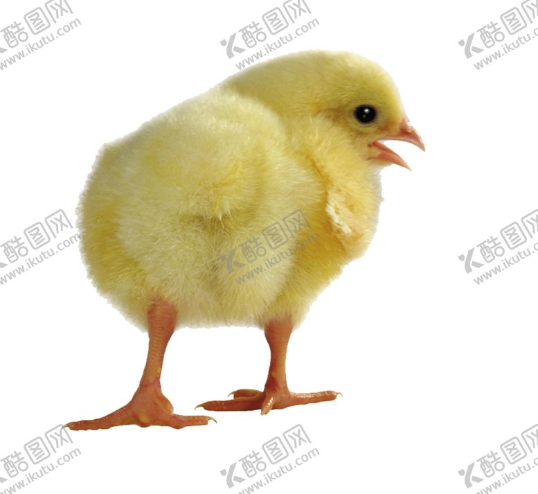 编号：57274310012042361645【酷图网】源文件下载-小鸡