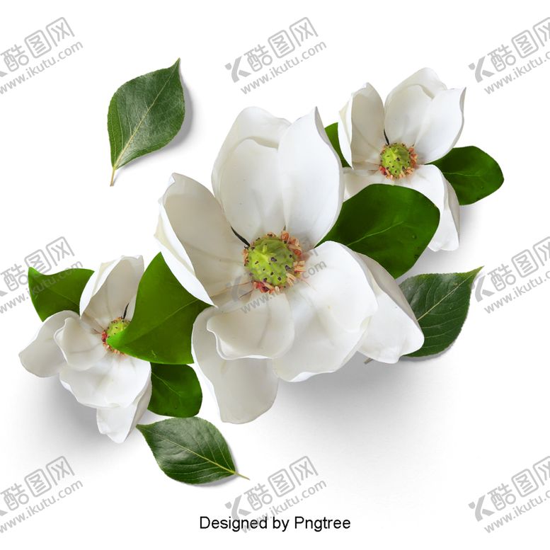 编号：81128907121945473832【酷图网】源文件下载-白花