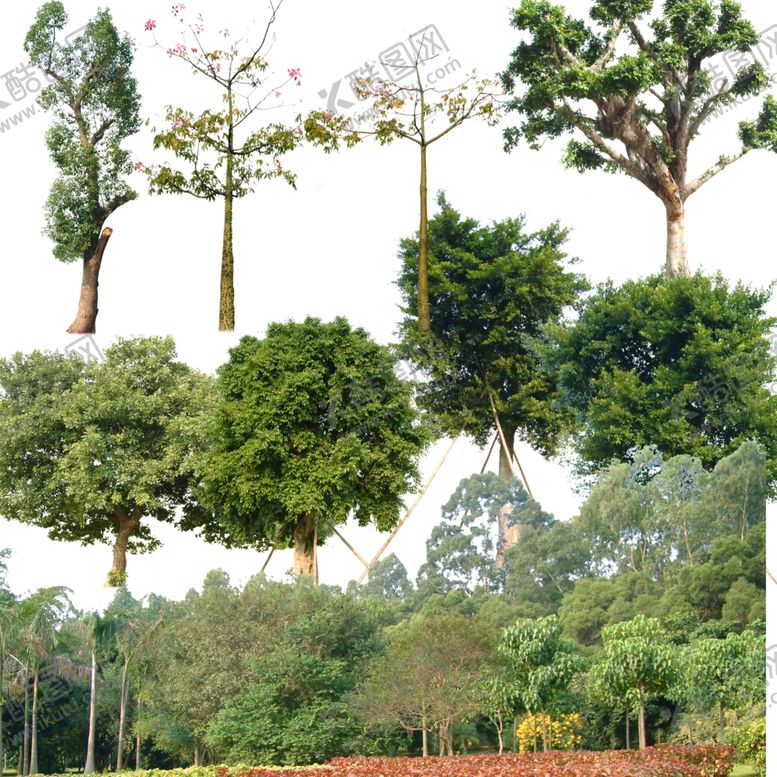 编号：40948509251955447233【酷图网】源文件下载-乔木类素材