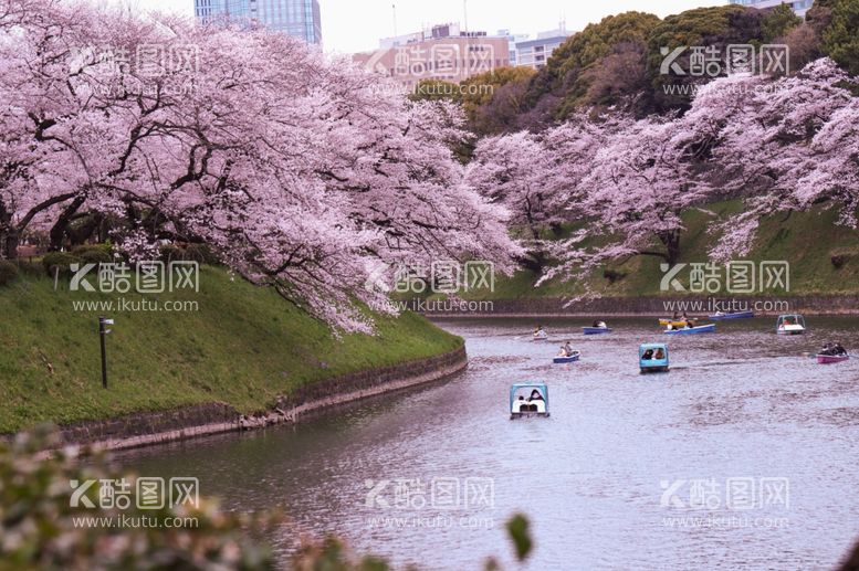 编号：74447412221439533324【酷图网】源文件下载-樱花