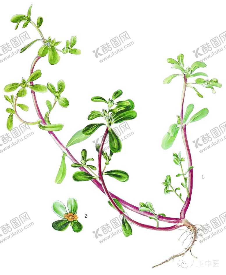 编号：51320009270111318013【酷图网】源文件下载-植物