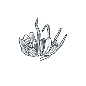 手绘草叶