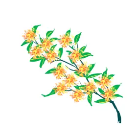 手绘桂花png免抠素材枝食品糕金飘香