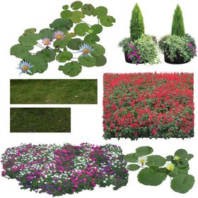 花卉绿植荷花莲花绿地草坪