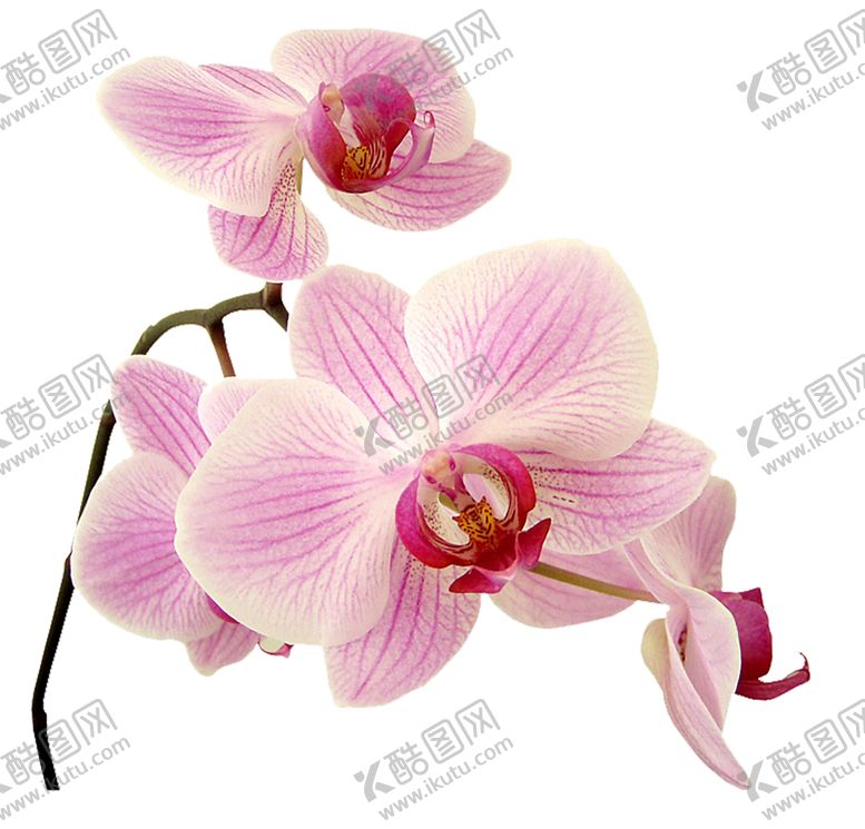 编号：49886806302340218882【酷图网】源文件下载-鲜花素材