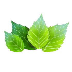 薄荷树叶叶子手绘png