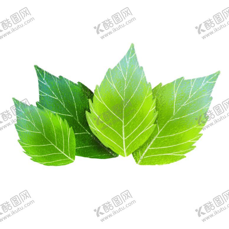 编号：45323105031710136079【酷图网】源文件下载-薄荷树叶叶子手绘png