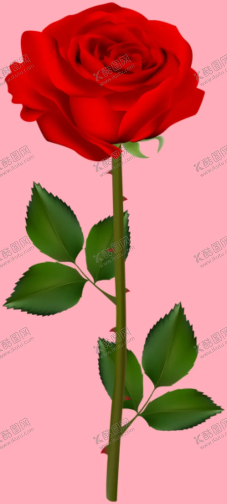编号：44161910180409583539【酷图网】源文件下载-玫瑰花