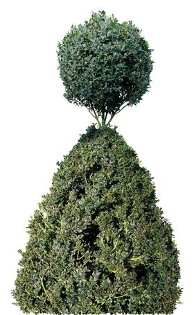 绿色植物素材
