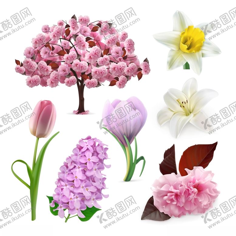 编号：22791304102300204265【酷图网】源文件下载-植物花朵