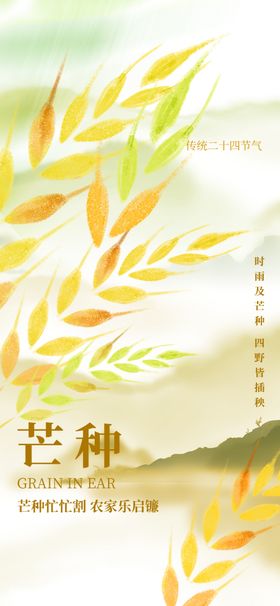 芒种时节的清新麦穗画面