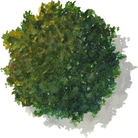 手绘植物