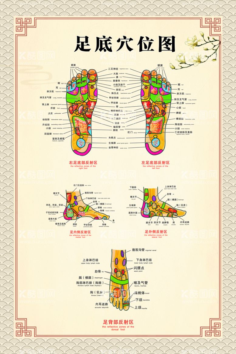 编号：17715211200634271727【酷图网】源文件下载-足底穴位图