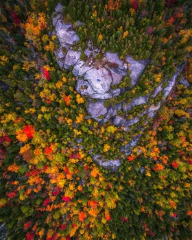 森林风景图片树木自然风景风景壁纸