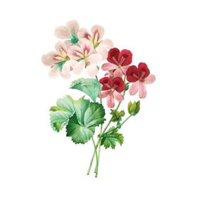 花卉插图