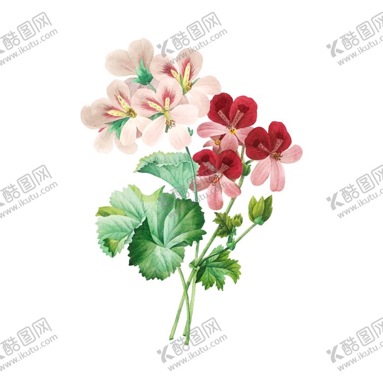 编号：66795506231952337571【酷图网】源文件下载-花卉插图