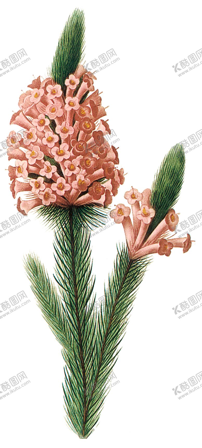 编号：36143207140304595040【酷图网】源文件下载-植物花卉油画装饰画