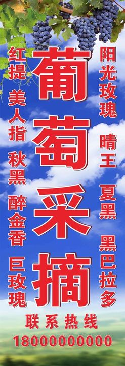 葡萄采摘