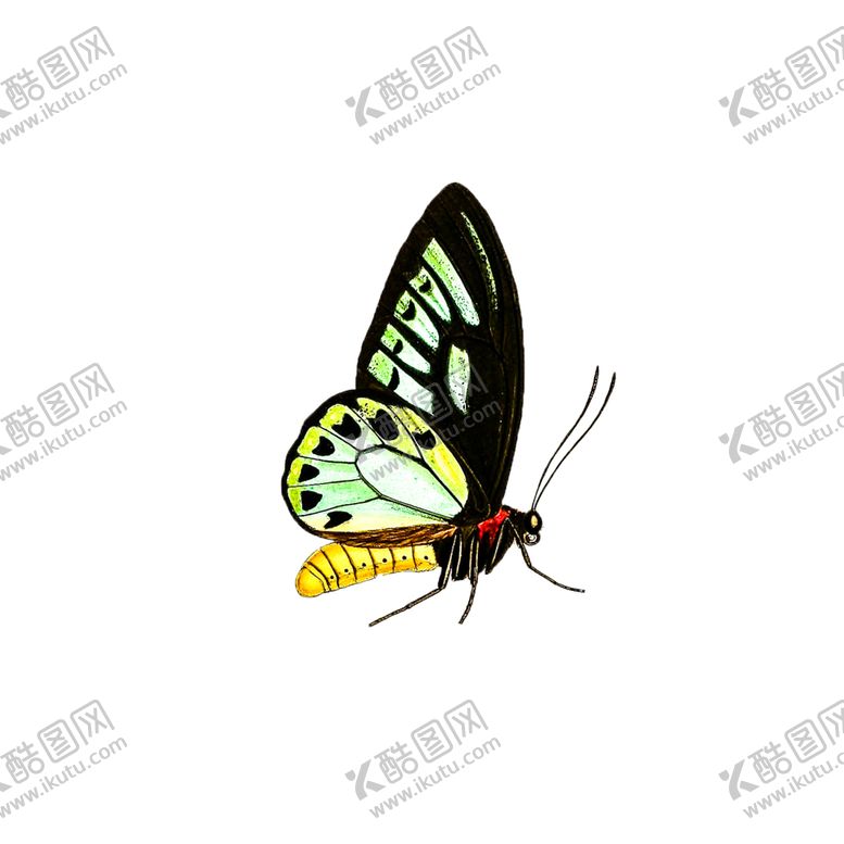 编号：95877010052114444875【酷图网】源文件下载-蝴蝶透明PNG免扣