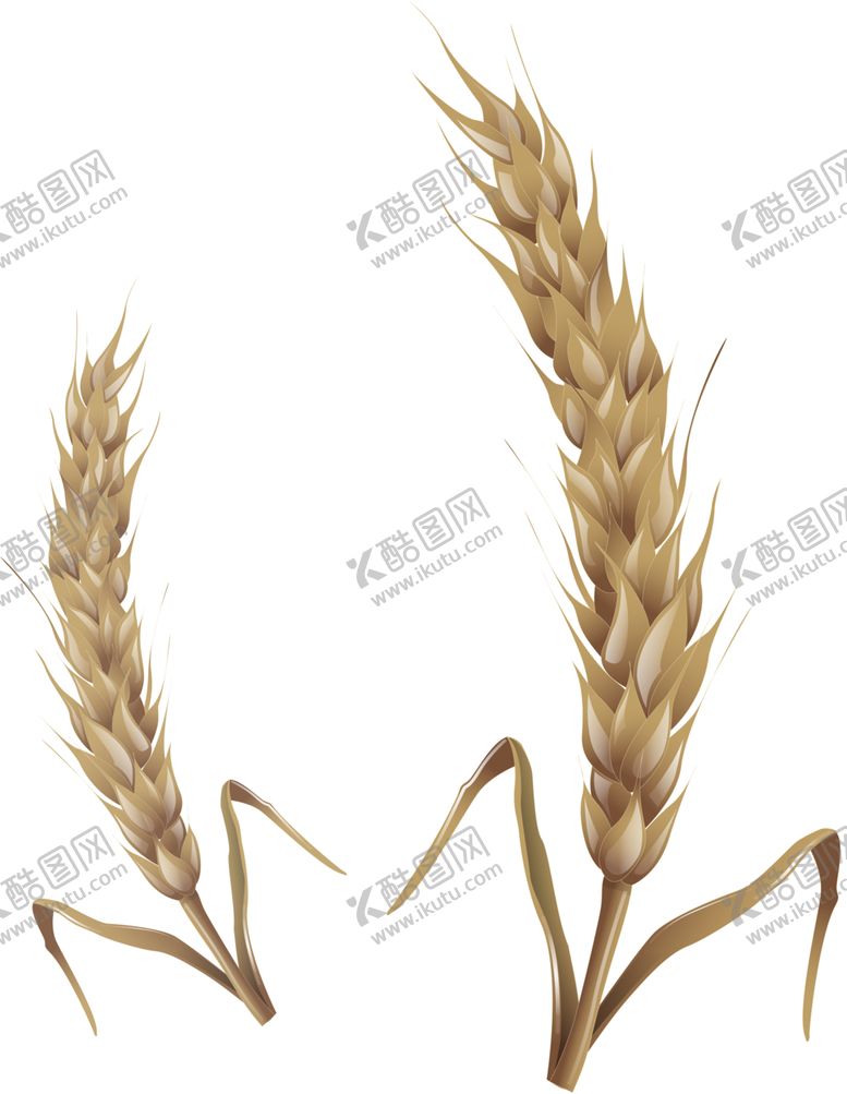 编号：50117810060420184961【酷图网】源文件下载-透明小麦png素材