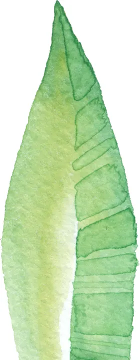 手绘水墨植物