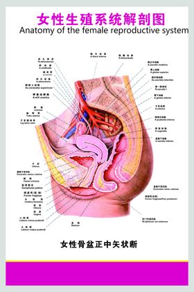 给生殖系统洗澡