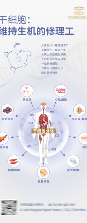 干细胞分化海报