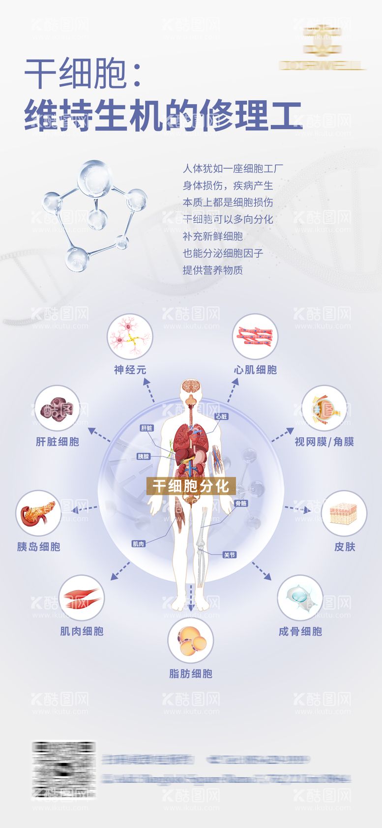 编号：74922711291528335356【酷图网】源文件下载-干细胞分化海报