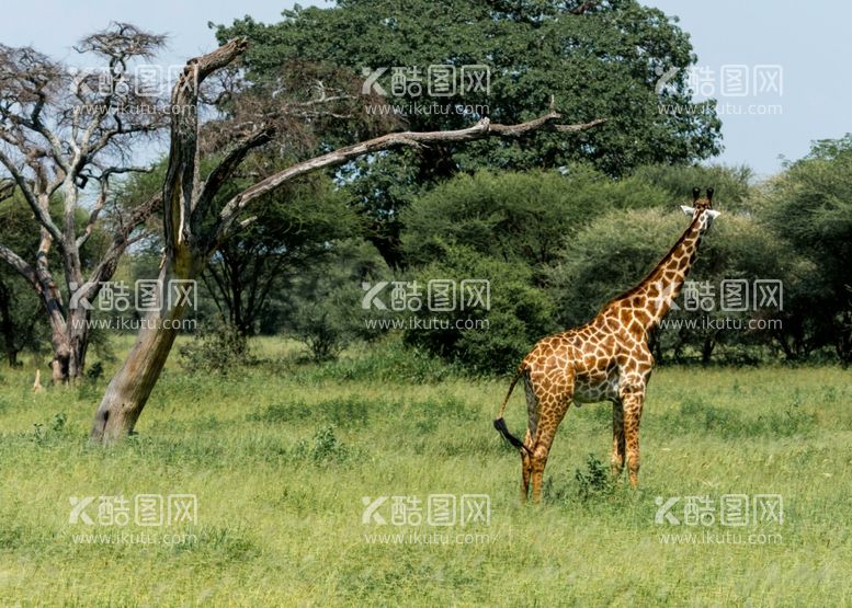 编号：56558112230956263098【酷图网】源文件下载-长颈鹿