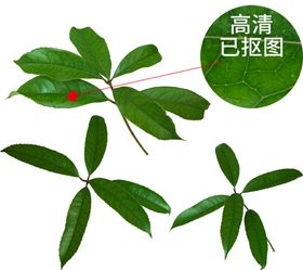 绿植素材免抠图