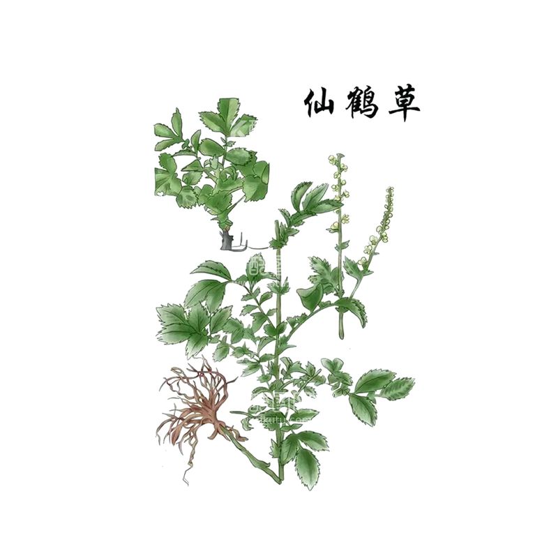 编号：72627403140013343795【酷图网】源文件下载-草本植物药材图片