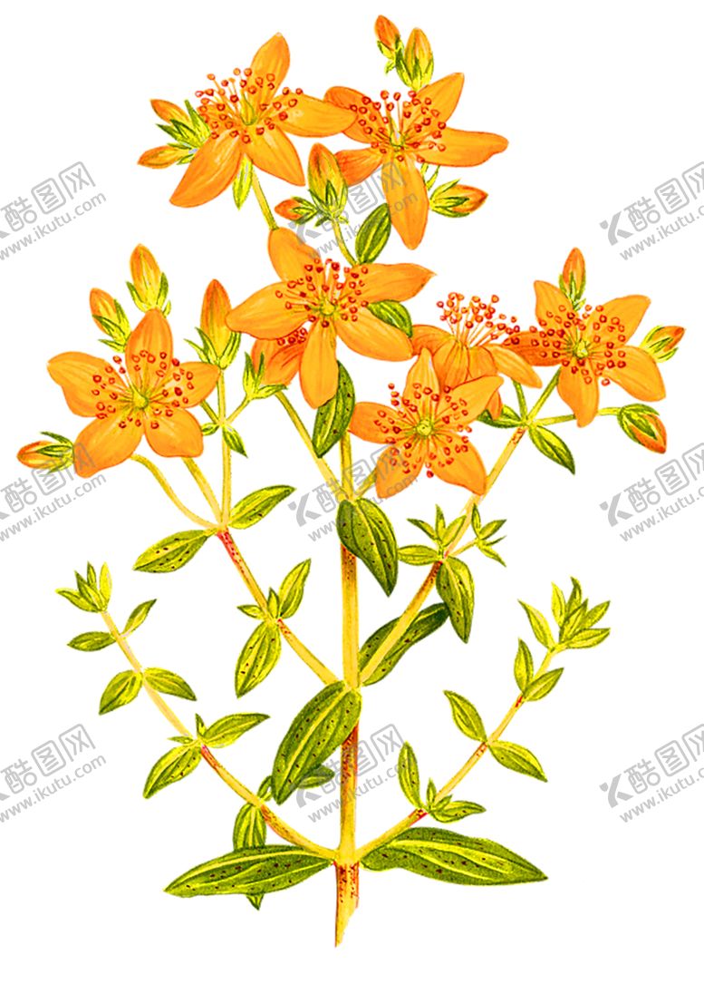 编号：14334107021711163637【酷图网】源文件下载-花素材