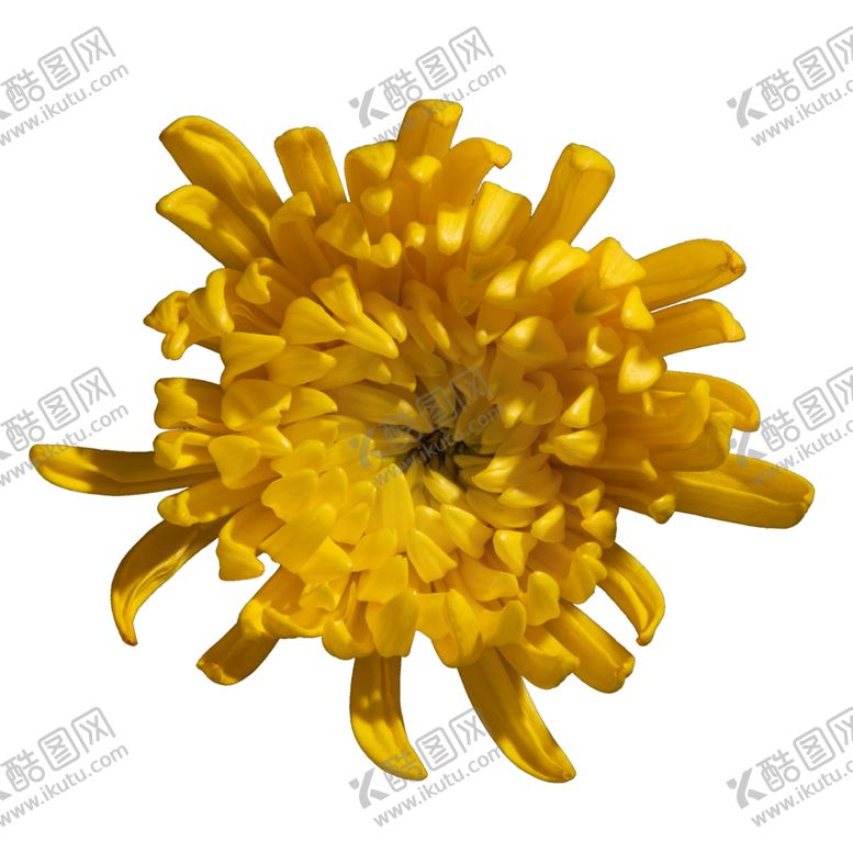 编号：81488809300033356590【酷图网】源文件下载-菊花