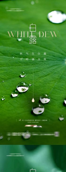 白露节气露珠系列海报