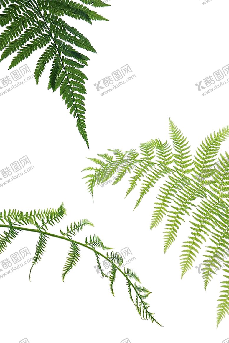 编号：34744910141304244917【酷图网】源文件下载-绿色背景