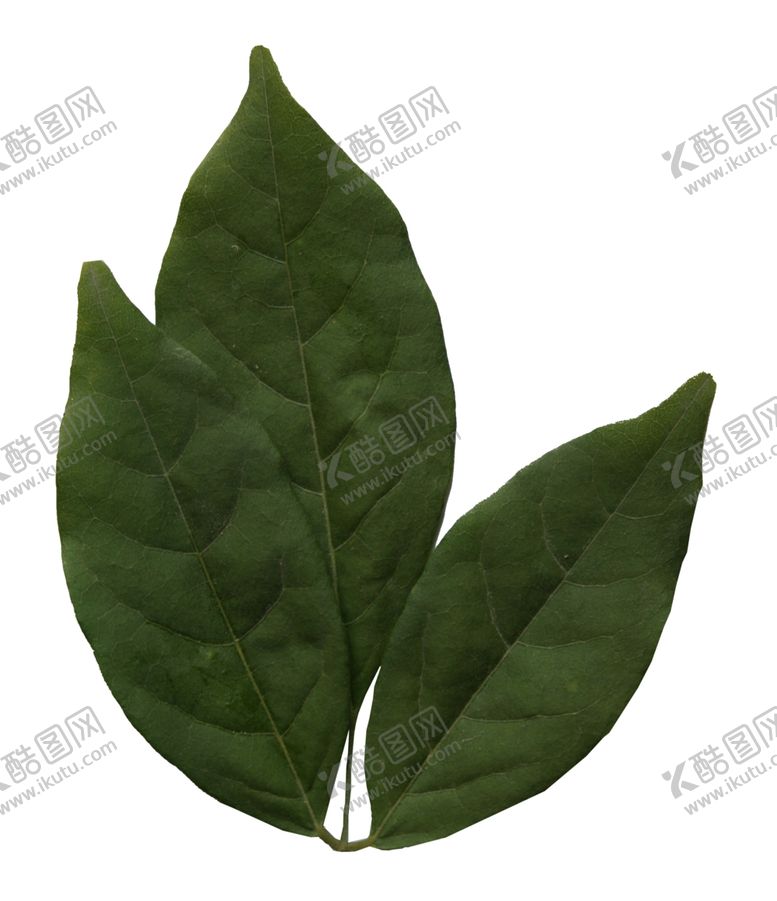 编号：39453010090957567678【酷图网】源文件下载-树叶