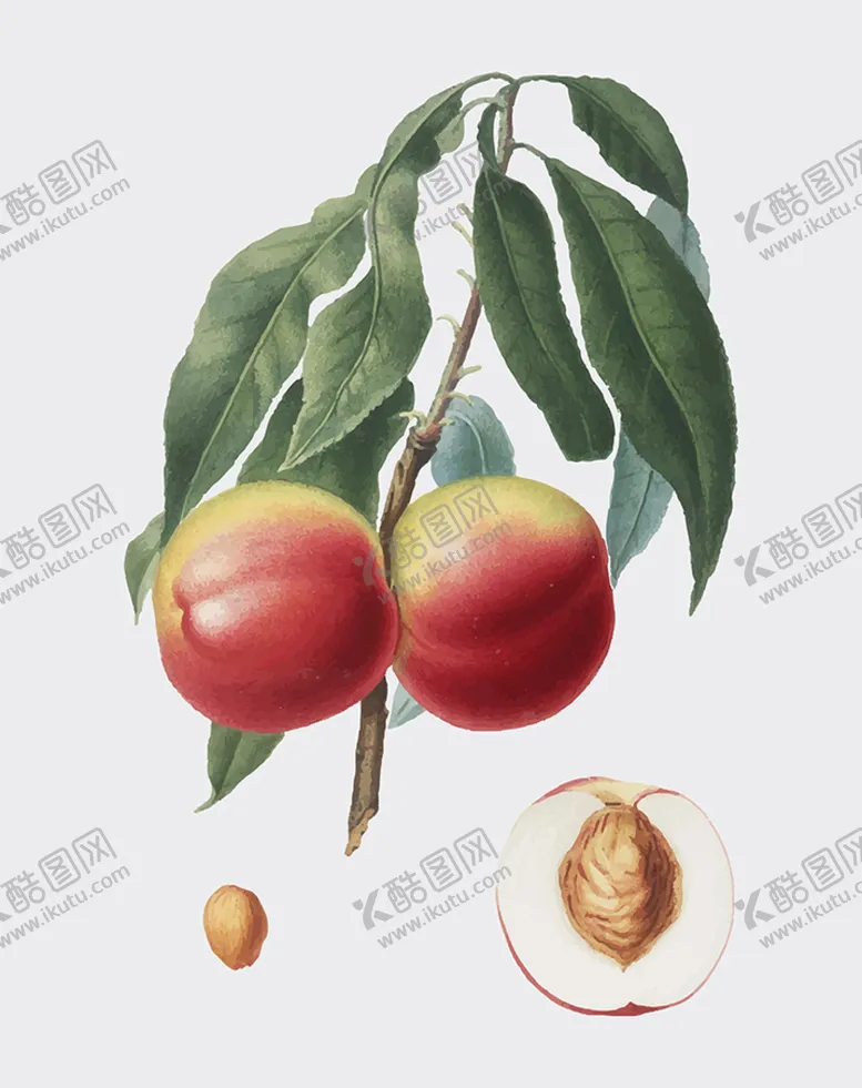 编号：09743809162214507301【酷图网】源文件下载-水蜜桃插画矢量