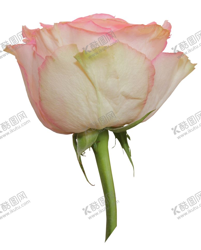 编号：44642811011935311272【酷图网】源文件下载-粉色玫瑰花朵图案