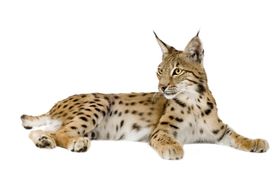 猞猁