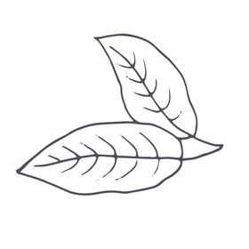 手绘植物