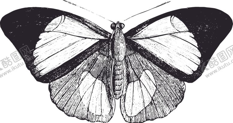 编号：98787110061451102294【酷图网】源文件下载-自然昆虫蝴蝶标本插画
