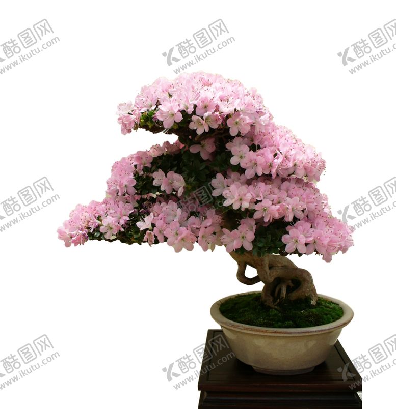 编号：27772110130253311915【酷图网】源文件下载-花艺