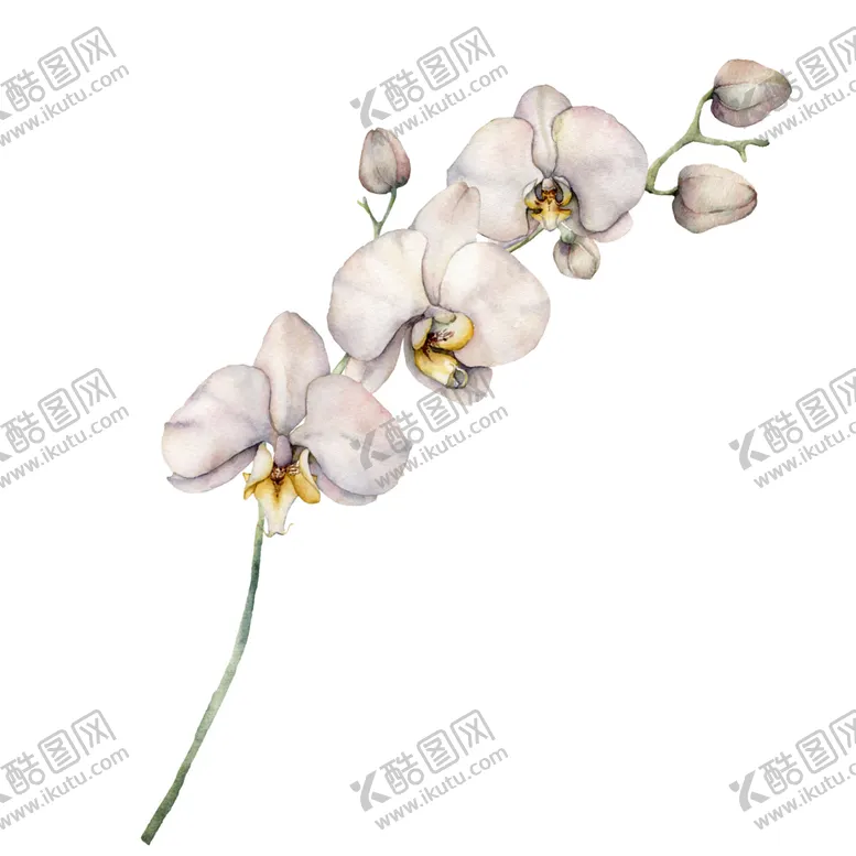 编号：39025206302231453455【酷图网】源文件下载-植物花朵装饰图案