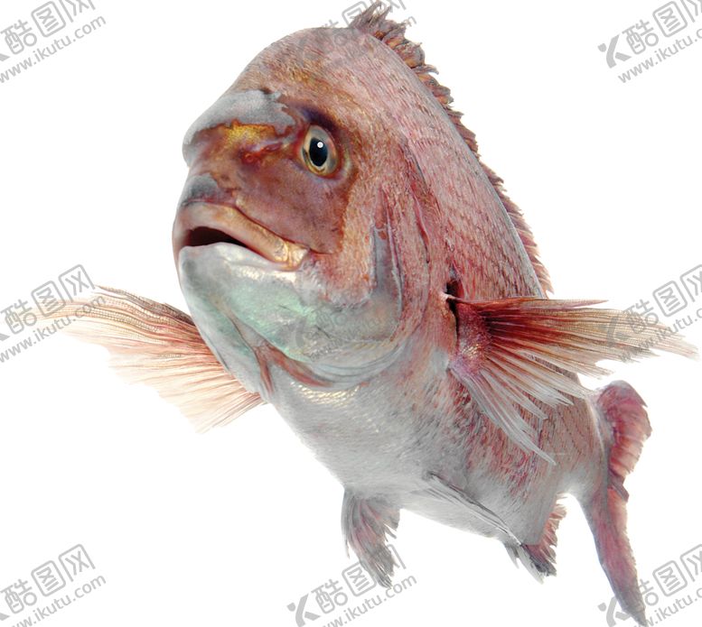 编号：53383009261418102234【酷图网】源文件下载-海洋鱼类图谱