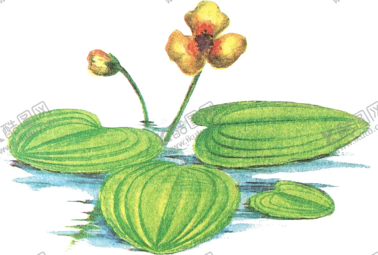 编号：18456404240448142025【酷图网】源文件下载-免扣水生植物素材图片