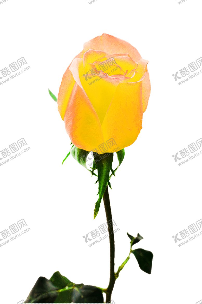 编号：37786407080834372283【酷图网】源文件下载-花素材